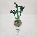 10344 Lucky Bamboo (U) product image 1, provided for visual reference and product detail review