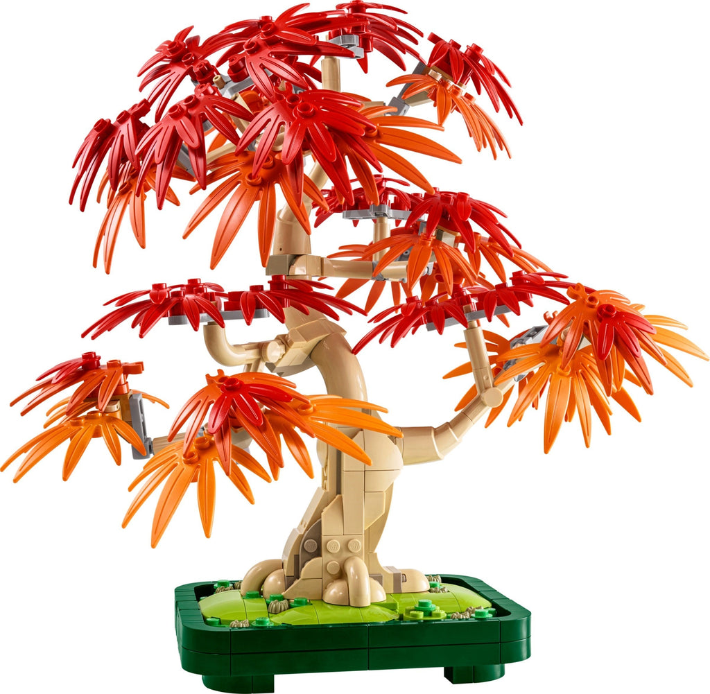 10348 Japanese Red Maple Bonsai Tree product image 3, provided for visual reference and product detail review